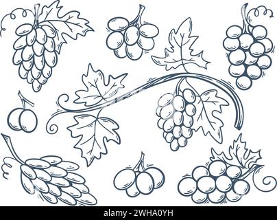 Baies raisins différentes variétés gravure à la main. Encre doodle croquis branches de raisin de raisins ronds et allongés.Collection Vintage de matériel de vin Illustration de Vecteur