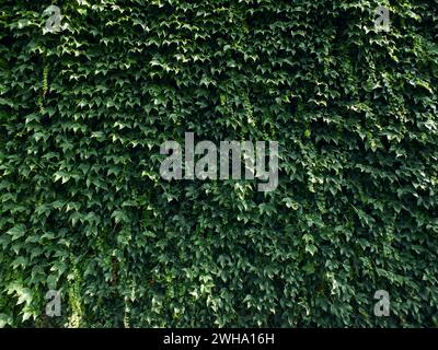 Fond de mur vert, texture Ivy, mur recouvert de feuilles vertes, motif feuilles Ivy Banque D'Images