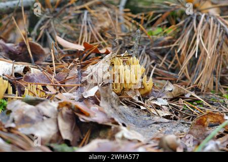 CALOCERA FURCATA, un genre de champignons dans la forêt d'automne en ordre Dacrymycetes Banque D'Images