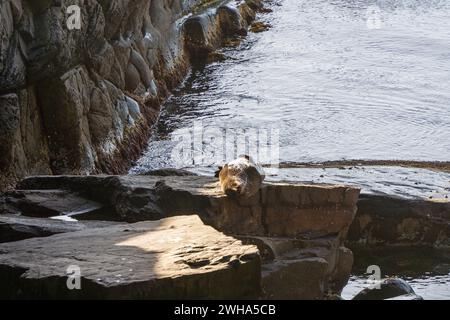 Bains de soleil aux otaries à fourrure australiennes sur Kangaroo Island, Australie méridionale Banque D'Images