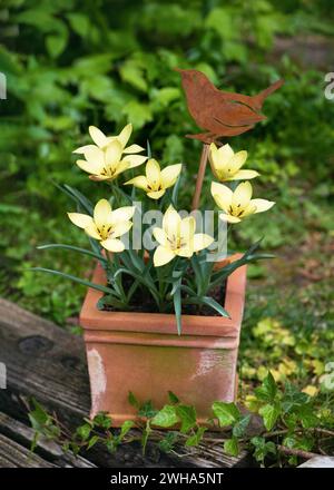 Belles fleurs sauvages, mini, tulipes jaunes dans un pot de fleurs en terre cuite altérée avec un décor d'oiseau rouille. Arrangement floral vintage printanier Banque D'Images