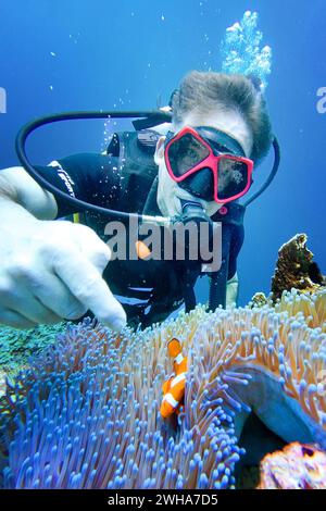 04.11.2023, Gili Trawangan, Lombok, IDN - Mann zeigt beim Tauchen im Meer auf einen Clownfisch. MRyes, 50-60 Jahre, abgetaucht, aktiv, Aktivitaet, allèle, Amphiprion ocellaris, Anemonenfisch, asiatisch, asien, aussen, Aussenaufnahme, Blick in die Kamera, Blickkontakt, Clownfisch, deuten, entspannen, Entspannung, Erholen, Erholung, Fisch, Freizeit, Freizeitbeschaeftigung, Freizeitsport, Gesellschaft, Gewaesser, Gili Trawangan, HF, Hobby, Hobbytaucher, Hochformat, Indonesien, indonesisch, Jahreszeit, Kamerablick, Kaukasier, Kaukasisch, Korallen, Korallenfisch, Lombok, Meer, Mensch, Natur, Nemo, Banque D'Images