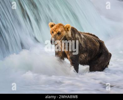 Un ours brun debout sous Brooks Falls, attendant l'occasion d'attraper un saumon. Image longue exposition. Parc national de Katmai. Alaska. Banque D'Images