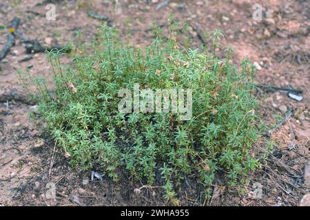 Violeta de Cazorla (Viola cazorlensis) est une plante vivace endémique de Sierra de Cazorla, Segura y Las Villas et Sierra de Magina. Cette photo a été prise Banque D'Images