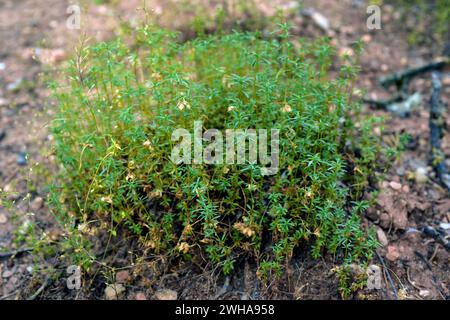 Violeta de Cazorla (Viola cazorlensis) est une plante vivace endémique de Sierra de Cazorla, Segura y Las Villas et Sierra de Magina. Cette photo a été prise Banque D'Images