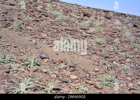 Cardo de Sierra Nevada (Carduus carlinoides hispanicus) est une plante vivace endémique de la Sierra Nevada. Pousse à environ 2000 m d'altitude. Cette photo a été prise Banque D'Images