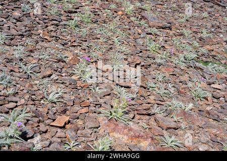 Cardo de Sierra Nevada (Carduus carlinoides hispanicus) est une plante vivace endémique de la Sierra Nevada. Cette photo a été prise au Sierra Nevada National P Banque D'Images