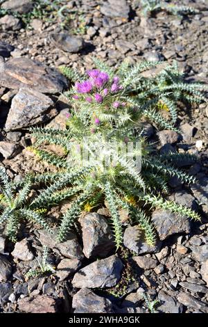 Cardo de Sierra Nevada (Carduus carlinoides hispanicus) est une plante vivace endémique de la Sierra Nevada. Cette photo a été prise au Sierra Nevada National P Banque D'Images