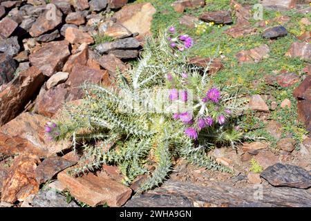 Cardo de Sierra Nevada (Carduus carlinoides hispanicus) est une plante vivace endémique de la Sierra Nevada. Cette photo a été prise au Sierra Nevada National P Banque D'Images