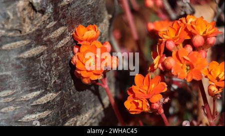 fleur de kalanchoe rouge près d'un tronc d'arbre Banque D'Images