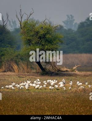 Ibis à tête noire ou ibis à tête noire ou Threskiornis melanocephalus groupe d'oiseaux paysage naturel paysage pittoresque arrière-plan parc national keoladeo Banque D'Images