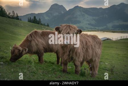 Vaches alpines qui paissent sur les prairies alpines en été. Banque D'Images