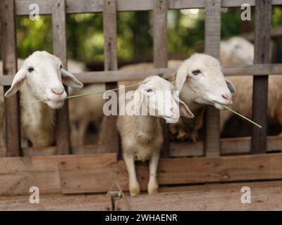 Un groupe de moutons debout dans un stylo avec un bâton dans la bouche, regardant la caméra Banque D'Images