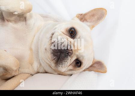 Un portrait de chiot bouledogue français Banque D'Images