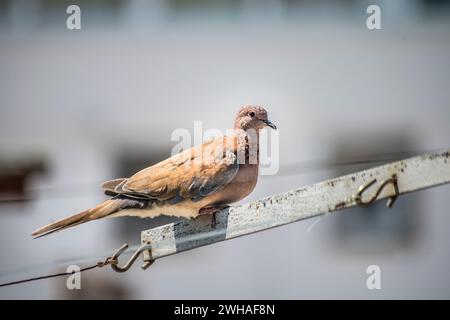 Un moment serein capturé dans le paysage urbain alors qu'un pigeon se perche gracieusement sur une corde sous le ciel clair et ensoleillé Banque D'Images