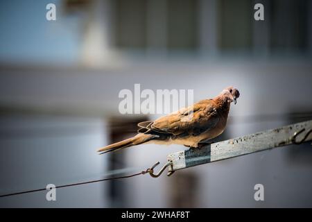 Un moment serein capturé dans le paysage urbain alors qu'un pigeon se perche gracieusement sur une corde sous le ciel clair et ensoleillé Banque D'Images