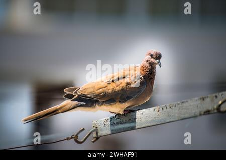 Un moment serein capturé dans le paysage urbain alors qu'un pigeon se perche gracieusement sur une corde sous le ciel clair et ensoleillé Banque D'Images