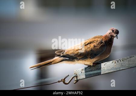 Un moment serein capturé dans le paysage urbain alors qu'un pigeon se perche gracieusement sur une corde sous le ciel clair et ensoleillé Banque D'Images