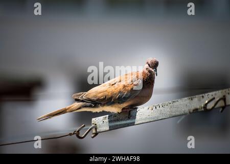 Un moment serein capturé dans le paysage urbain alors qu'un pigeon se perche gracieusement sur une corde sous le ciel clair et ensoleillé Banque D'Images