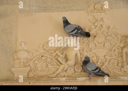 Pigeon sur des sculptures complexes à Gaitore Ki Chhatriyan ( terrain du crématorium royal ), Jaipur, Rajasthan, Inde Banque D'Images