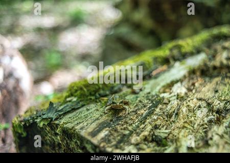 Une petite grenouille sur un tronc d'arbre dans la forêt, mettant en valeur les couleurs vibrantes et les petites merveilles de la nature dans l'habitat boisé Banque D'Images