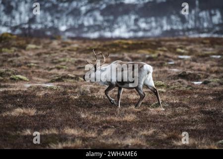 Rennes marchant sur le champ dans la forêt pendant l'hiver Banque D'Images