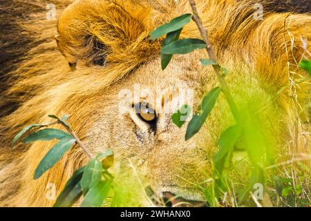 Lion à l'état sauvage dans la savane africaine. Lion - félin prédateur Banque D'Images