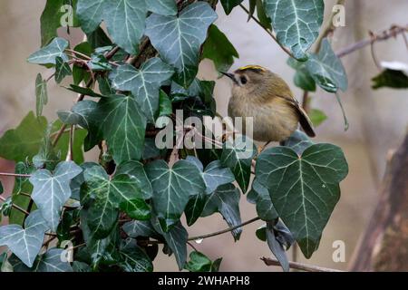 Goldcrest regulus x2, crête jaune oiseau femelle bordée de noir vert terne au-dessus du buff blanchâtre sous les doubles barres d'aile blanches chassant en lierre Banque D'Images