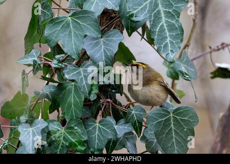 Goldcrest regulus x2, crête jaune oiseau femelle bordée de noir vert terne au-dessus du buff blanchâtre sous les doubles barres d'aile blanches chassant en lierre Banque D'Images