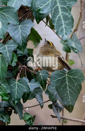 Goldcrest regulus x2, crête jaune oiseau femelle bordée de noir vert terne au-dessus du buff blanchâtre sous les doubles barres d'aile blanches chassant en lierre Banque D'Images