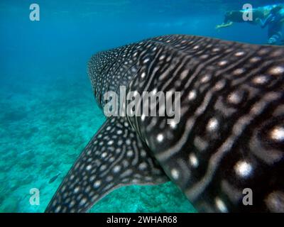 Nager avec les requins baleines rhincodon typus dans l'atoll d'Ari, Maldives. Banque D'Images