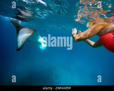 Nager avec des raies manta de récif gian raie manta birostris dans l'atoll d'Ari, Maldives. Banque D'Images