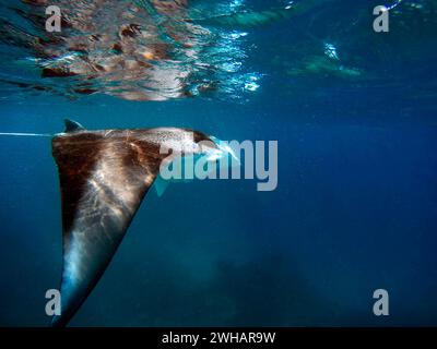 Nager avec des raies manta de récif gian raie manta birostris dans l'atoll d'Ari, Maldives. Banque D'Images