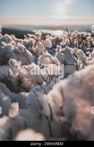 Des amas de neige fraîche et des bâtons aux branches d'arbres, Bucksport, Maine Banque D'Images