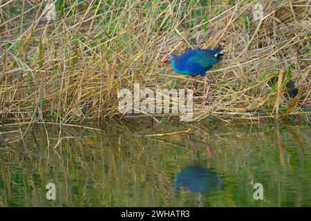 Le swamphen à tête grise (Porphyrio poliocephalus) au bord de l'eau avec un fond de canne et d'herbe Banque D'Images