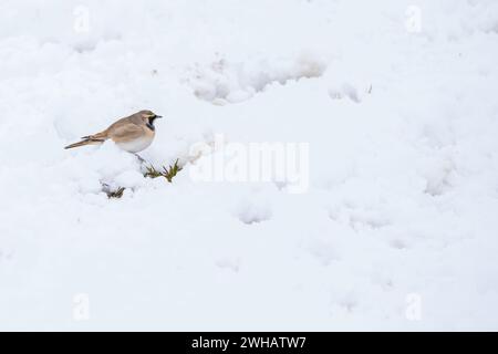 Lark corné ou Lark du rivage Eremophila alpestris, photographié dans la neige au Kirghizistan en mai une espèce d'alouette de la famille des Alaudidae trouvée à travers t Banque D'Images