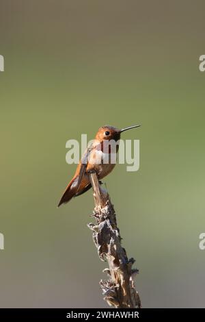 Colibris roufeux, Selasphorus rufous, Rocheuses canadiennes, Canada Banque D'Images