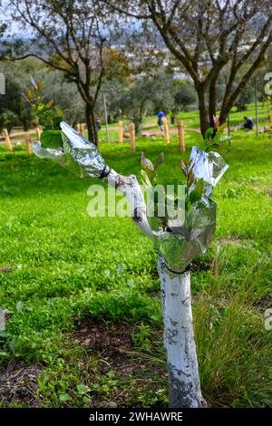 Greffage de branches sur un tronc d'agrumes photographié en Israël Banque D'Images