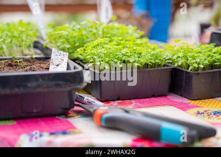 Différents types de pots et de plants. Entretien des semis en serre. Mise au point sélective. Banque D'Images