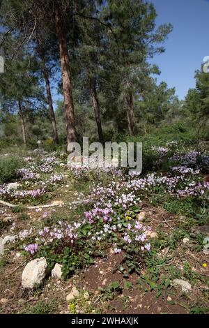 Un amas de violettes persanes en fleurs (Cyclamen persicum). الراعي, photographié dans la forêt de pins en Israël Banque D'Images