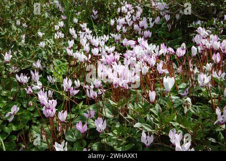 Un amas de violettes persanes en fleurs (Cyclamen persicum). الراعي, photographié dans la forêt de pins en Israël Banque D'Images