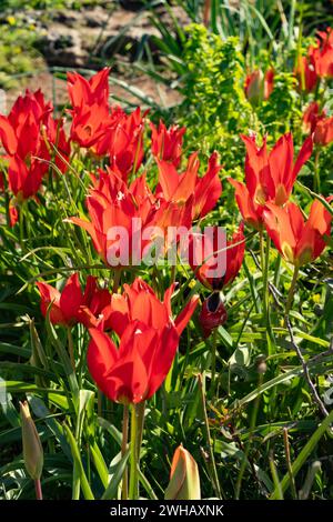Tulipa agenensis est une plante vivace formant bulbe. Les fleurs sont rouge brique ou rouge foncé avec des marques noires et jaunes vers le centre avec une tige verte Banque D'Images