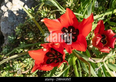 Tulipa agenensis est une plante vivace formant bulbe. Les fleurs sont rouge brique ou rouge foncé avec des marques noires et jaunes vers le centre avec une tige verte Banque D'Images