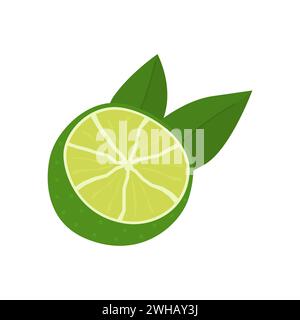 Clé lime coupée en deux avec une feuille verte. Composition avec agrumes et feuilles. Fruit Meethay pour une alimentation saine. Délicieux citron juteux pour la carte des cocktails Illustration de Vecteur