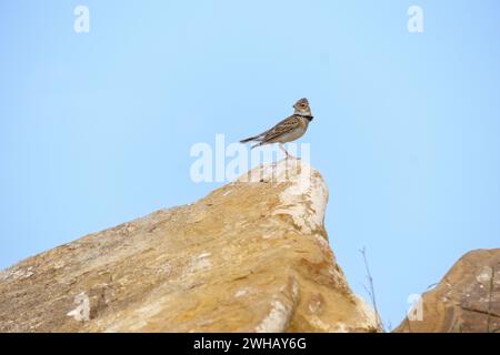 L'alouette de calandra (Melanocorypha calandra) ou l'alouette de calandra d'Europe dans les pays tempérés chauds autour de la Méditerranée et vers l'est à travers Tur Banque D'Images