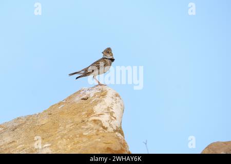 L'alouette de calandra (Melanocorypha calandra) ou l'alouette de calandra d'Europe dans les pays tempérés chauds autour de la Méditerranée et vers l'est à travers Tur Banque D'Images