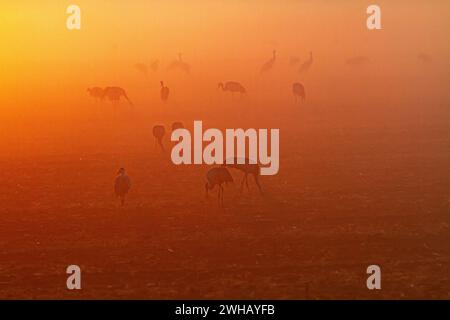 Grue commune (Grus grus) silhouettée dans les eaux peu profondes à l'aube. Photographié dans la vallée de Hula, Israël, en janvier Banque D'Images