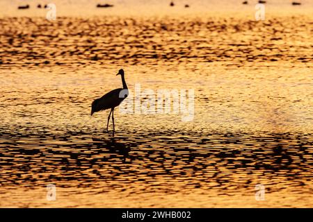 Grue commune (Grus grus) silhouette au lever du soleil. Grandes espèces de grues migratrices qui vivent dans les prairies humides et les marais. Il a une envergure comprise entre Banque D'Images