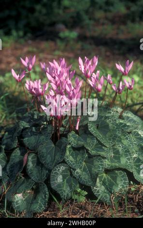 Un amas de violettes persanes en fleurs (Cyclamen persicum). الراعي, photographié dans la forêt de pins en Israël Banque D'Images