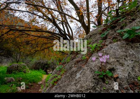 Un amas de violettes persanes en fleurs (Cyclamen persicum). الراعي, photographié dans la forêt de pins en Israël Banque D'Images